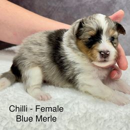 “Chilli” - Shetland Sheepdog puppy from Double Dare Shelties