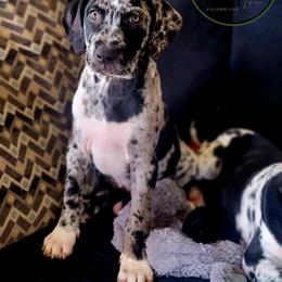Catahoula Leopard Dog Puppies from Peach Tree Catahoulas