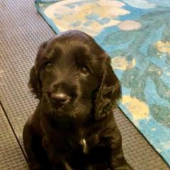 Field Spaniel Puppies from Nautica Field Spaniels