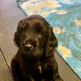 Field Spaniel Puppies from Nautica Field Spaniels
