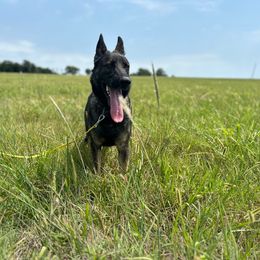 Indy - German Shepherd
