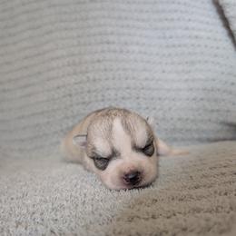 Tiny Tim - Gray and white male Siberian Husky puppy in Wisconsin from Liberty Siberians