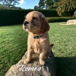 Golden Retriever Puppies from Sydney’s Goldens