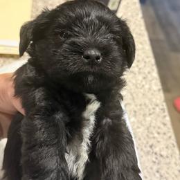 Little giant - Black male Miniature Schnauzer puppy in New Bern, North Carolina from DJS Delightful Miniature Schnauzers