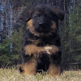 Winchester - Black Collar - Black and red male German Shepherd puppy in Charlotte, North Carolina from Zuflucht K9s