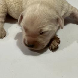 Prince Eric - Light golden Golden Retriever puppy in Selah, Washington from Porter's Puppies