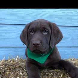 Labrador Retriever Puppies from Christina Tsoukalas