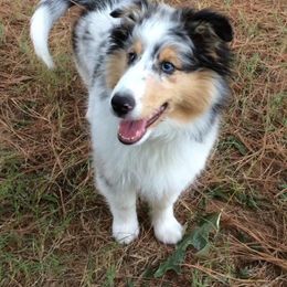 Shetland Sheepdog Puppies from Synergy Shetland Sheepdogs