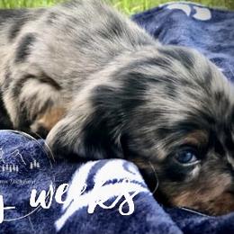 Dachshund Puppies from Bald Mountain Dachshunds