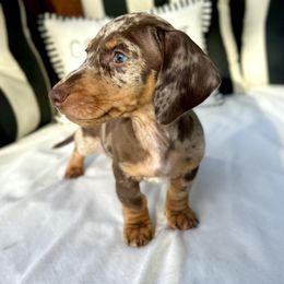 Dachshund Puppies from Weenie Bros