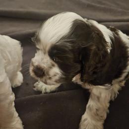 Pleakley - Brown and white male Cocker Spaniel puppy in Bonneville County, Idaho from Dream Catcher Cockers