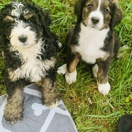 Bernedoodle Puppies from Moose Tracks Bernedoodles