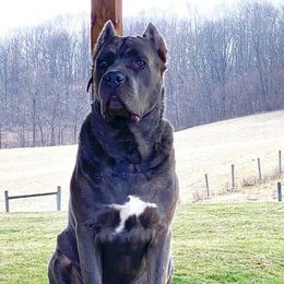 Cane Corso All Grown Up from Thunderbolt Cane Corso
