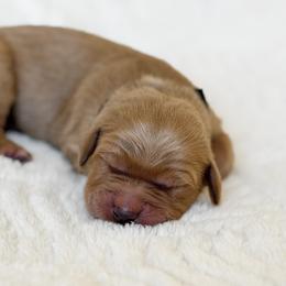 Washington - Black - Dark golden male Golden Retriever puppy in San Martin, California from Church Creek Retrievers