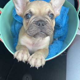 French Bulldog Puppies from French Bulldog Loco