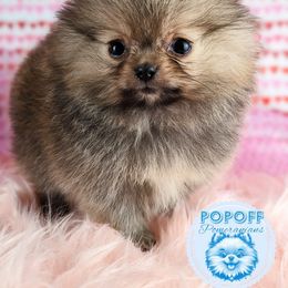 Pomeranian Puppies from Pop Off Pomeranians