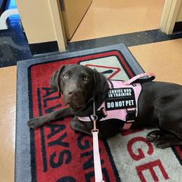 Dande - Chocolate female Labrador Retriever puppy in Dickson, Tennessee from Cane Creek Labradors