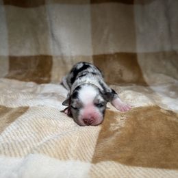 Girl 1 - Blue merle female Australian Shepherd puppy in Ridgeville, Indiana from McCord’s Standard Aussies