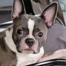 Summer - Boston Terrier