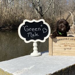 Australian Labradoodle Puppies from Hidden Springs Labradoodles