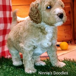 Goldendoodle Puppies from Ninnie's Doodles