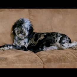 Piper - Aussiedoodle