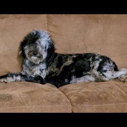 Piper - Aussiedoodle