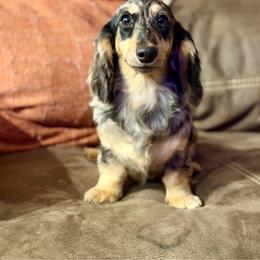 Tipsy-Tacoma - Dachshund