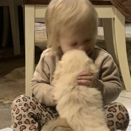 Pekingese Puppies from Crawford Ranch Canines