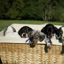 Dachshund Puppies from Cave Valley Hounds