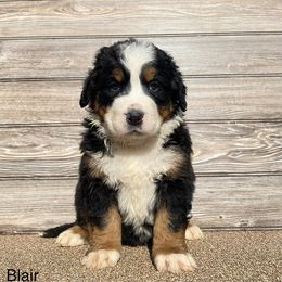 Blair - Bernese Mountain Dog puppy in New Haven, Indiana from Milan Berners