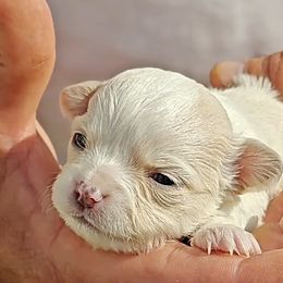 Kyra - White Chihuahua puppy in Gray, Louisiana from Chi Chi's Place LLC