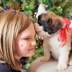 Aussiedoodle, Goldendoodle, Poodle, Saint Berdoodle, Saint Bernard, and Sheepadoodle Puppies from Rocky Ridge Ranch