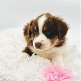 Rosie - Red tri-color Australian Shepherd puppy in Vista, California from Cummings Family Aussies
