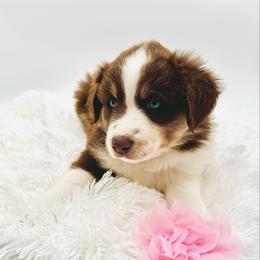Rosie - Red tri-color Australian Shepherd puppy in Vista, California from Cummings Family Aussies