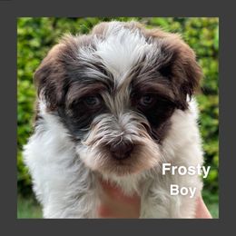 Havanese Puppies from Havareese Havanese