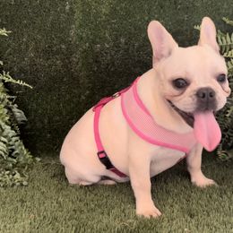 French Bulldog and Pug Puppies from Lyons Pride Pups