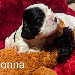 Donna - Black and white Cocker Spaniel puppy in Stillwater, Oklahoma from CZ's K-9s