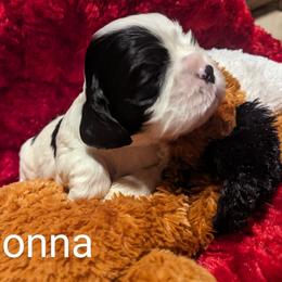 Donna - Black and white Cocker Spaniel puppy in Stillwater, Oklahoma from CZ's K-9s