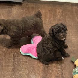 Poodle puppies from Always Best Kennels, Inc