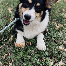 Ely - Pembroke Welsh Corgi