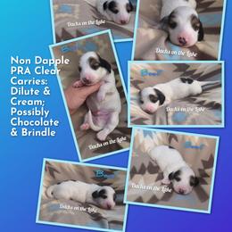 Beef - Piebald male Dachshund puppy in Grove, Oklahoma from Dachs on the lake