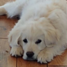 Golden Retriever Puppies from White Valley Goldens