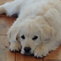 Golden Retriever Puppies from White Valley Goldens