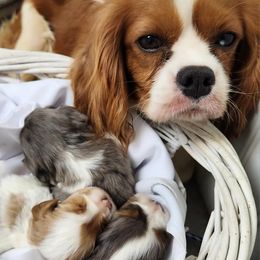 Cavalier King Charles Spaniels from King's Estate Kennels