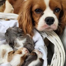 Cavalier King Charles Spaniels from King's Estate Kennels