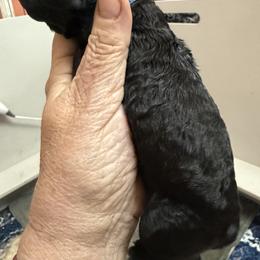 Dash - Black male Poodle puppy in Leonard, Texas from Deblyns Poodles