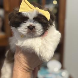 Shih Tzu Puppies from Patriot pups