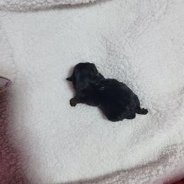 Balto - Black and tan male Shih Tzu puppy in Cartersville, Georgia from 100 Acre Woods Shih Tzu Plantation