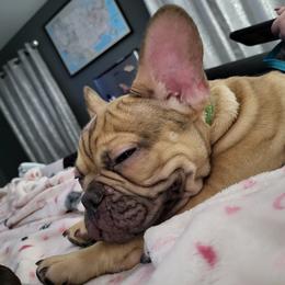 French Bulldog Puppies from Who's Your Bulldog? Kennel